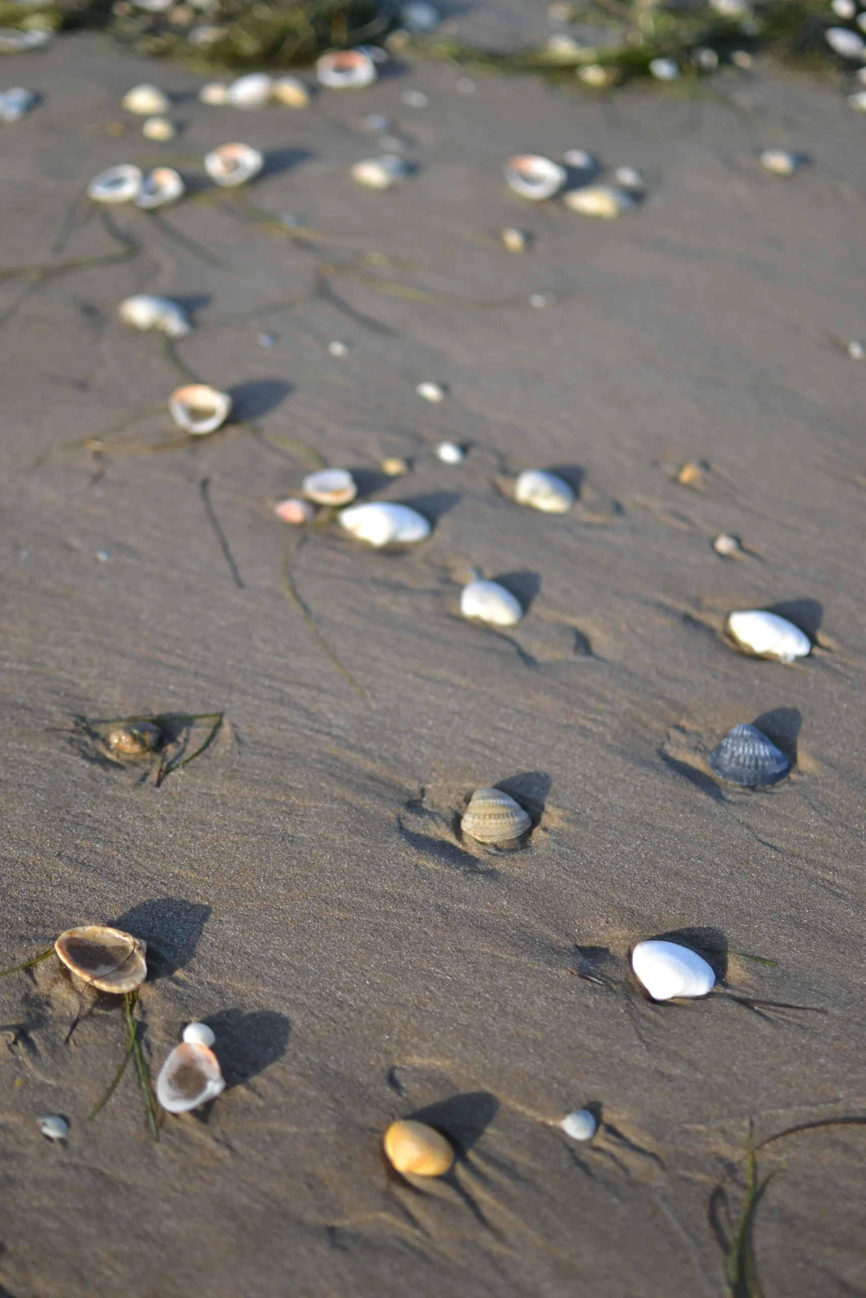 Shells in wet sand